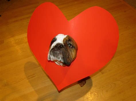 My Baby Buddy The Bulldog On Valentines Day Bulldog Dog Heaven