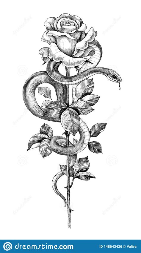 Try some of these tips and tricks mentioned above to enhance your ability to make mesmerizing yet easy flower pencil drawings for inspiration. Pencil Drawing Snake With Rose Stock Illustration ...