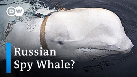 Possible Russian Spy Whale Discoverd Dw News Youtube
