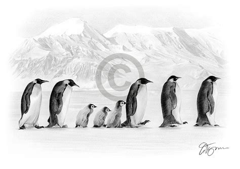 Pencil Drawing Of A Group Of Penguins In Antarctica By Uk Artist Gary Tymon
