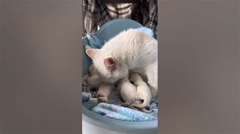 Kitten Newborns Youtube