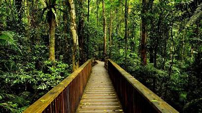 Rainforest Wallpapers Walkway