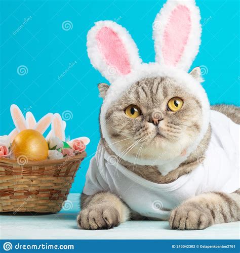 Easter Cat With Bunny Ears With Easter Eggs Cute Kitten Stock Photo