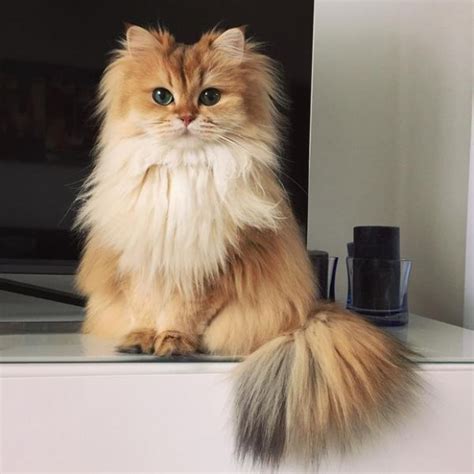 Meet Smoothie The Worlds Most Photogenic Cat