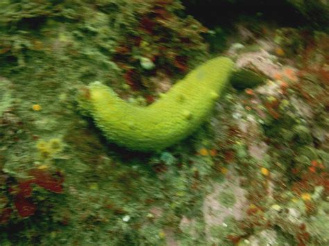 Warty Sea Cucumber Neil Demaster Flickr