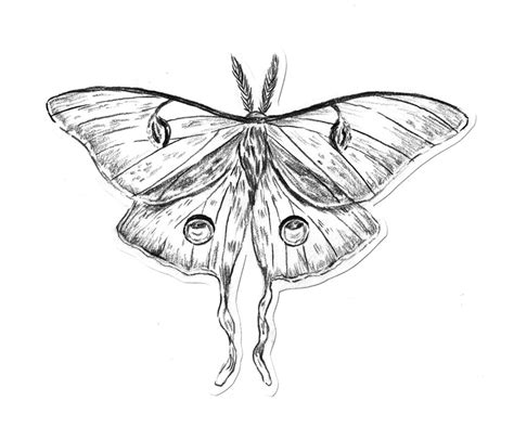 Luna Moth Coloring Page Coloring Pages