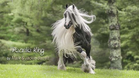 pearlie king gypsy vanner stallion total horse channel equestrian tv