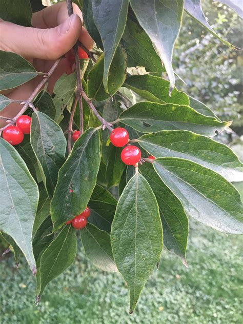 Small Red Berries On A Large Bush Tree A Friend Told Me Theyre Sour