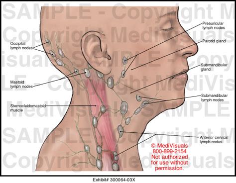 Back Of Neck Anatomy Lymph Neck Lump Examination Osce Guide Geeky