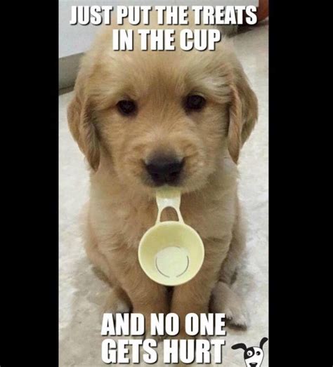 101 Funny Dog Memes Youll Love Funny Dog Memes Funny Animal Memes