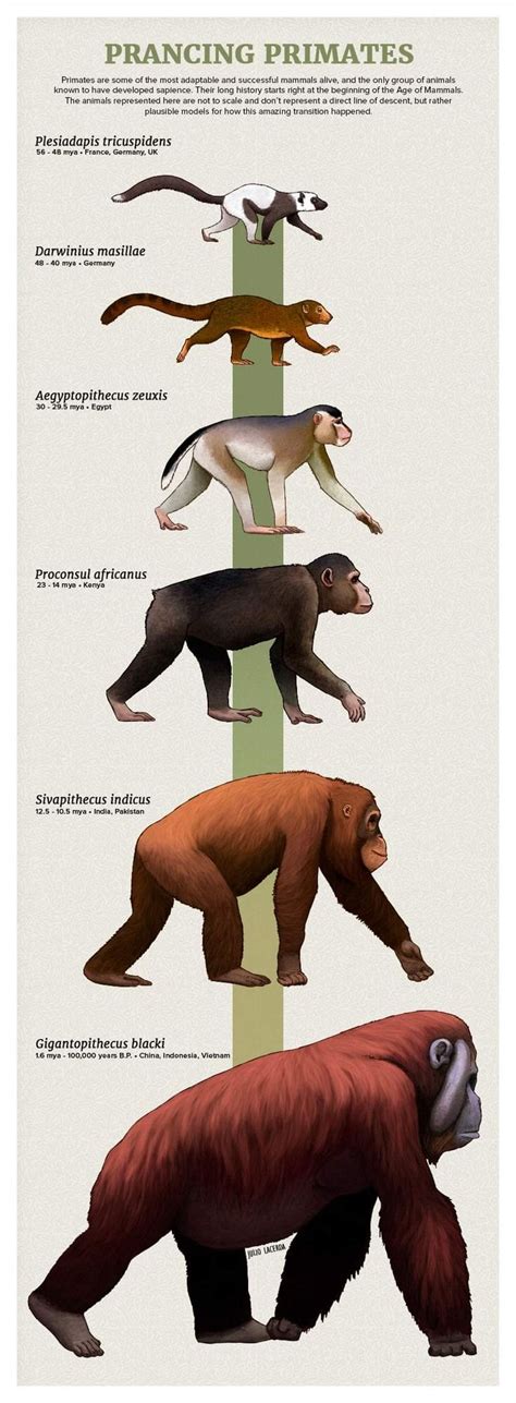 Pin By Francisco Jose On Primates Including Fossil Forms Prehistoric