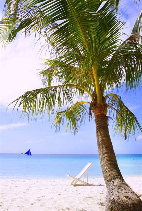 Palm Tree And Chair On Beach Stock Photo Image Of Ocean Rest 13442632