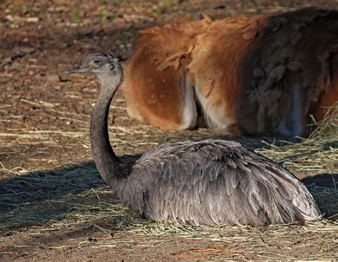 Pictures And Information On Greater Rhea