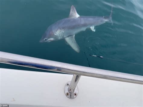 Seven Fishermen Struggle To Reel In A 550lb Shark Off Devon Coast Hot