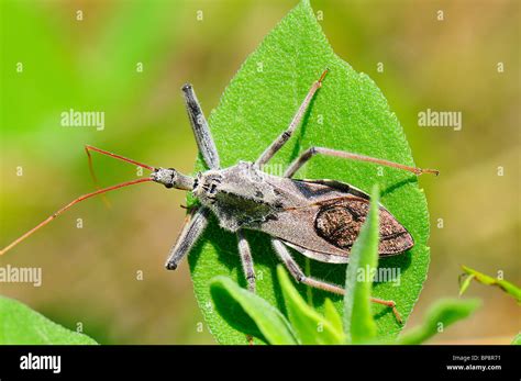 Wheel Bug Arilus Cristatus Stock Photo Alamy