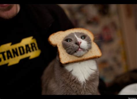 Cat Bread Getting Hit By The Colbert Bump Funny Cats Funny Animals