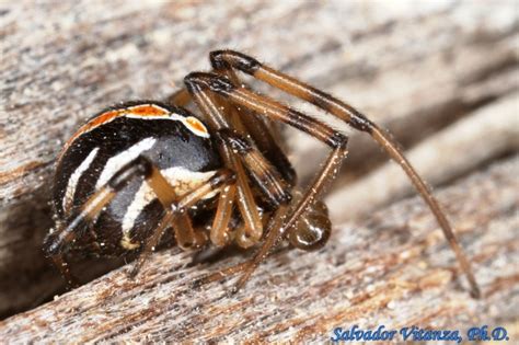 Class Arachnida Araneae Theridiidae Latrodectus Hesperus Western Black