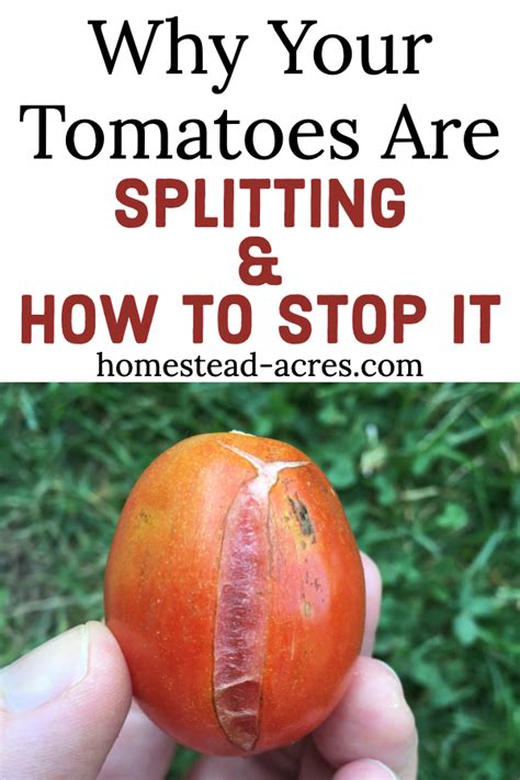 Stop Tomatoes From Splitting Once You Know What Causes Tomatoes To