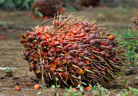From Seed To Harvest How Oil Palm Is Grown Musim Mas