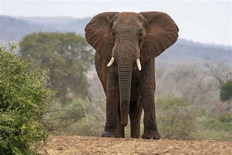 Afrikanischer Elefant Alle Infos Im Steckbrief
