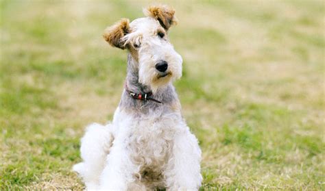 Is Cheese Bad For A Smooth Fox Terrier