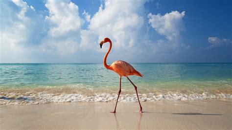 3840x2550 Flamingo Bird 4k Wallpaper Screensaver Animal