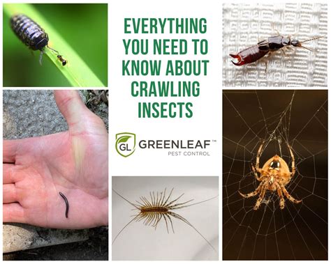 Crawling Insects Identification And Prevention Greenleaf