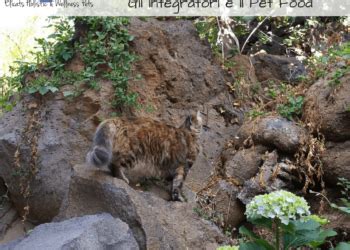 Dermatite nel gatto Cause, Lesioni Cure Naturali ...