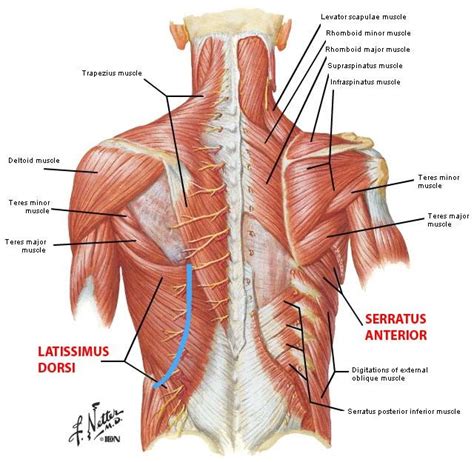 They anchor muscles from the neck and chest, and serve as very important landmark lines. muscles of the back | Body muscle anatomy, Muscle anatomy, Muscles massage