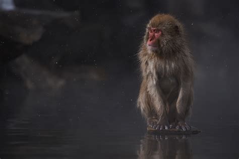 Japanese Macaque Hd Wallpaper Background Image 2048x1367 Id