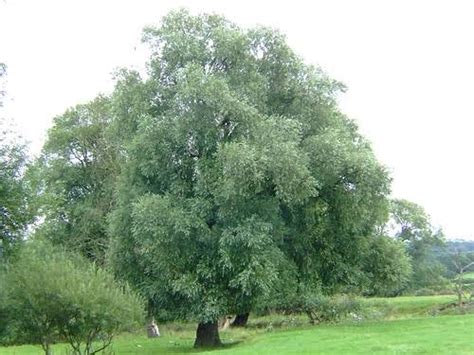 15 Major Types Of Willow Trees And How To Identify Them American Gardener