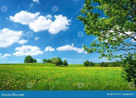 Field With Dandelions And Blue Sky Stock Image Image Of Grass Open