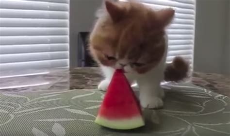 Cats Eating Watermelon Cats Vs Cancer