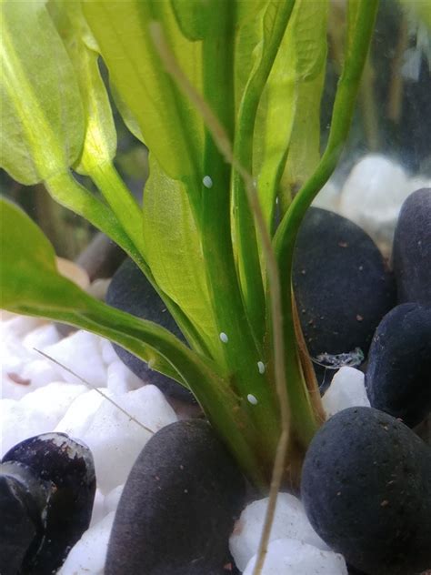 Nerite Snail Eggs Removal How To Do It Correctly