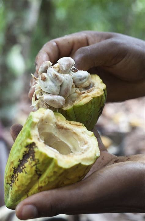 Cocoa Seeds Cacao Seeds Theobroma Free Shipping Sri Lanka Etsy