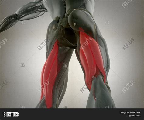 Hamstring Muscle Group Image And Photo Free Trial Bigstock