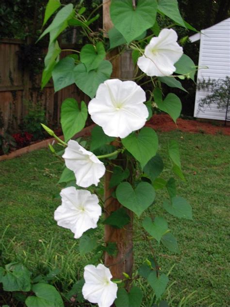 White Moonflower Vine Seed Etsy In 2020 Moonflower Vine Flowering