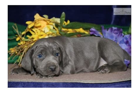 Star Dg Weimaraner Puppy For Sale Near Lancaster Pennsylvania