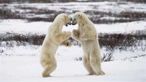 Tundra Lodge Polar Bear Photo Tour Natural World Safaris