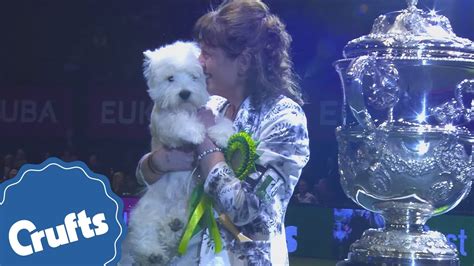 Entries For Crufts 2017 Are Now Open Youtube