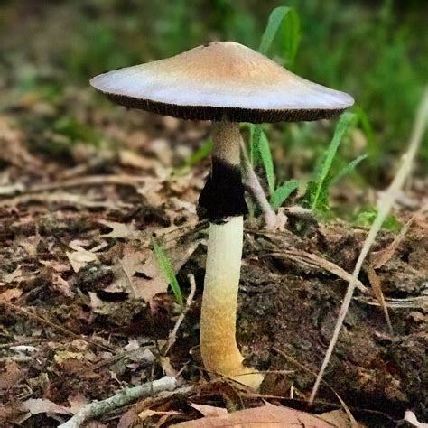 Magic Mushrooms That Grow In Texas All Mushroom Info