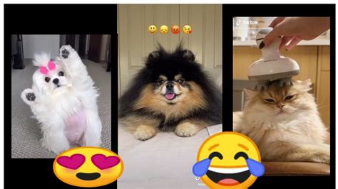 Cute Pets Tiktok Compilation Youtube