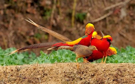 Golden Pheasant Birds Hd Wallpapers Angelic Hugs