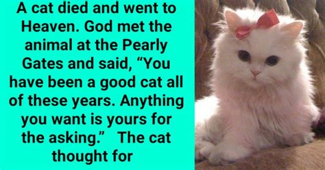 A Cat Died And Went To Heaven God Met The Animal At The Pearly Gates