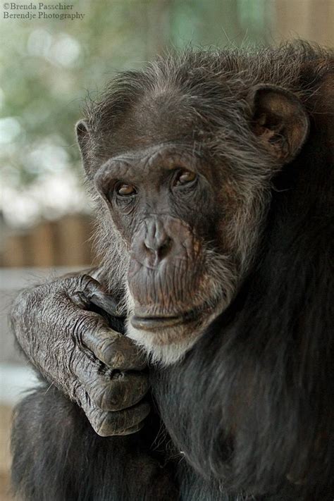 Chimpanzee Chimpanzee Great Ape Like Animals