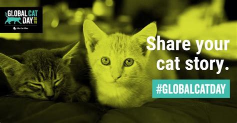 Global Cat Day Cat Day Alley Cat Allies Cats