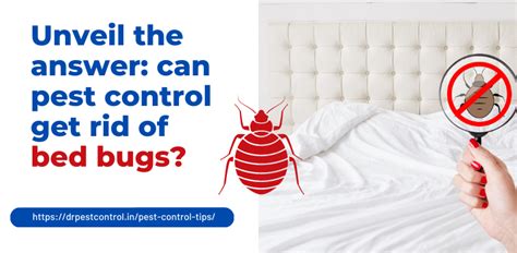 Unveil The Answer Can Pest Control Get Rid Of Bed Bugs Dr Pest Control