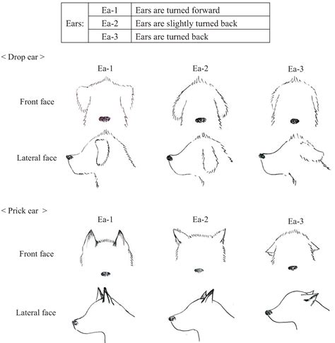 Animals Free Full Text Dogs Body Language Relevant To Learning