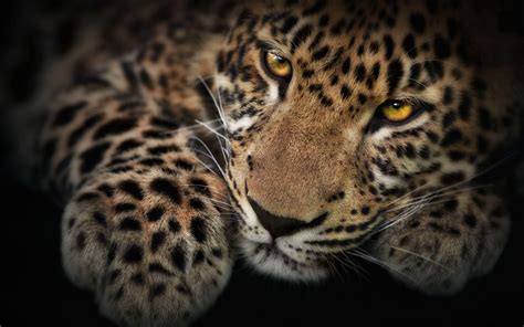 Leopard Backgrounds Pixelstalknet