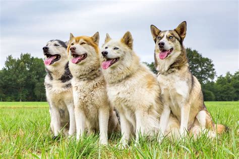 30 Different Types Of Huskies With Pictures Bubbly Pet